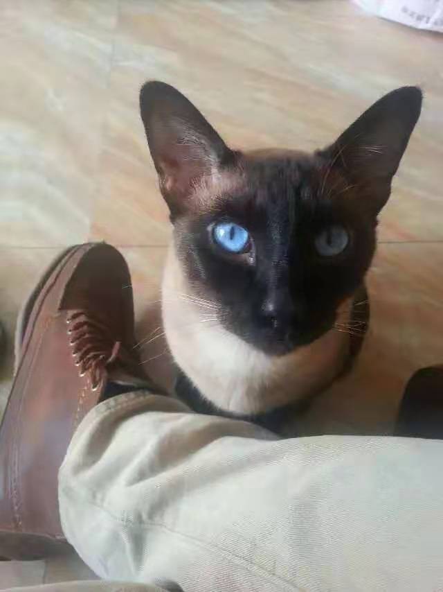 Milton, a Siamese cat, sitting against a boot on a tile floor.